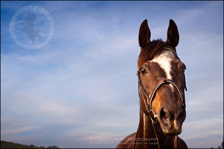 11waterloo_horse_dog_photographer_boston woody moffatt-265-Edit