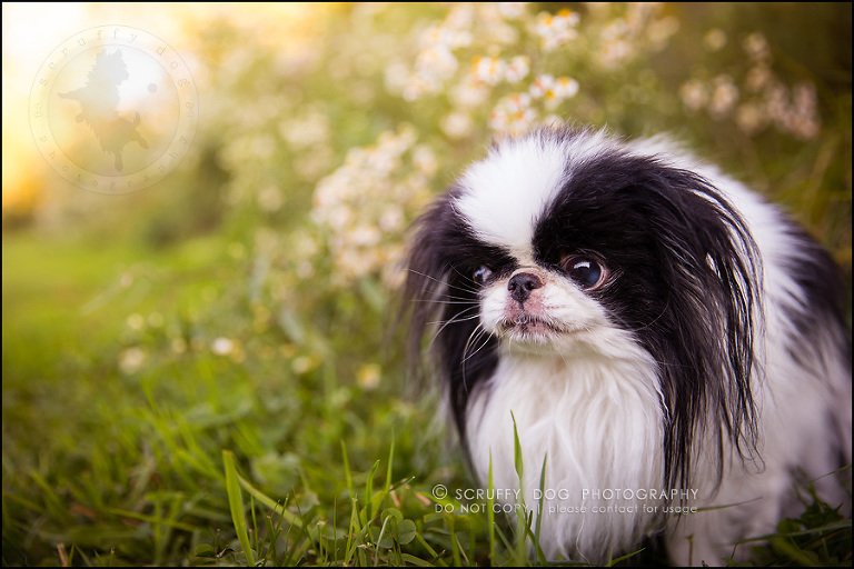12_Toronto_pet_photographer_Japanese_chins_boey huey zoey szeto-549