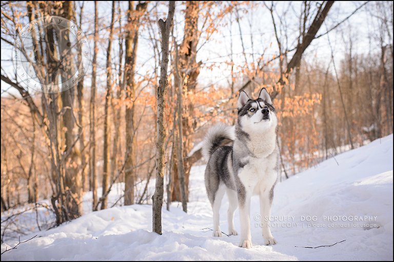 12_ontario_pet_photographer_alame huskies-443