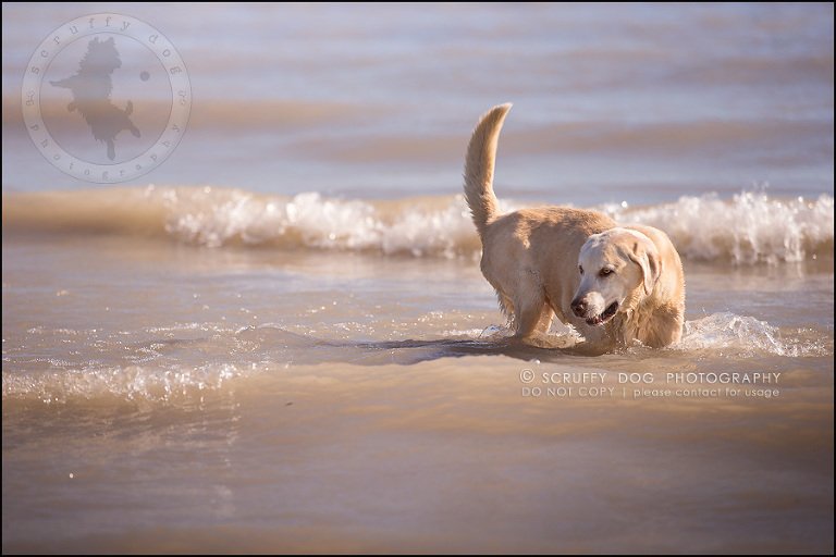 12_ontario_pet_photographer_chewey johnson-281