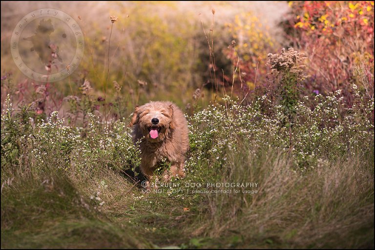 12_toronto_pet_photographer_amadeus wilcox-201