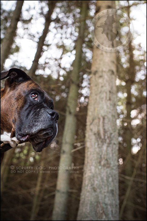 12_windsor_ontario_pet_photographer_capone echo barnett-339