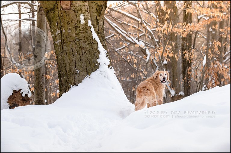 12toronto_ontario_pet_exclusive_photographer_diesel muffin hopkins-187