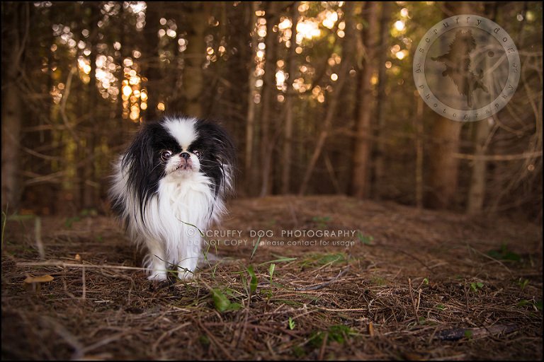 13_Toronto_pet_photographer_Japanese_chins_boey huey zoey szeto-615