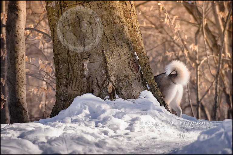 13_ontario_pet_photographer_alame huskies-82