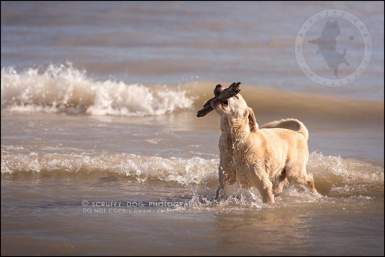 13_ontario_pet_photographer_chewey johnson-262