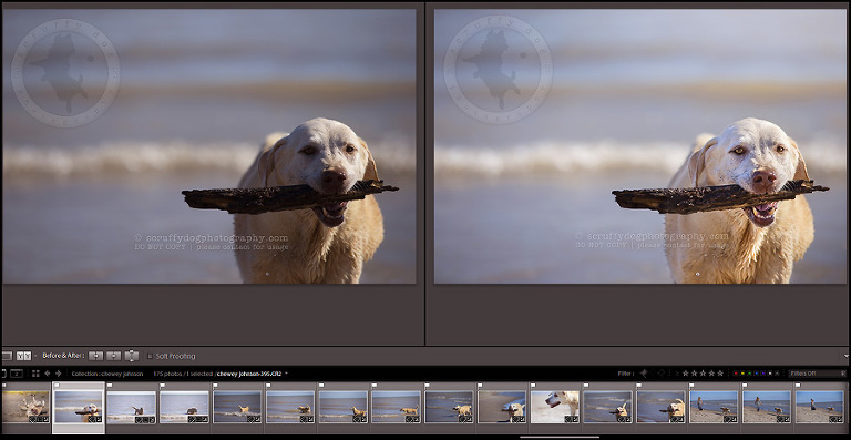 13_photography_lightroom_photoshop_before-and-after chewy