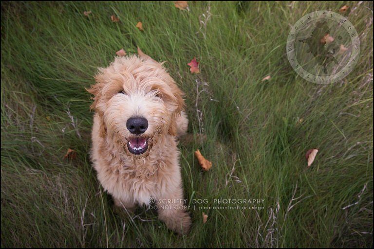 13_toronto_pet_photographer_amadeus wilcox-254