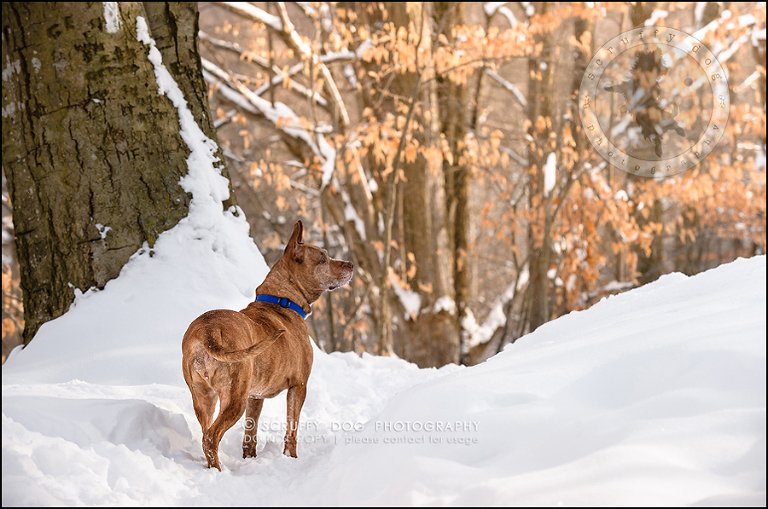 13toronto_ontario_pet_exclusive_photographer_diesel muffin hopkins-221