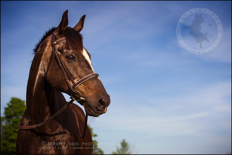 13waterloo_horse_dog_photographer_boston woody moffatt-291