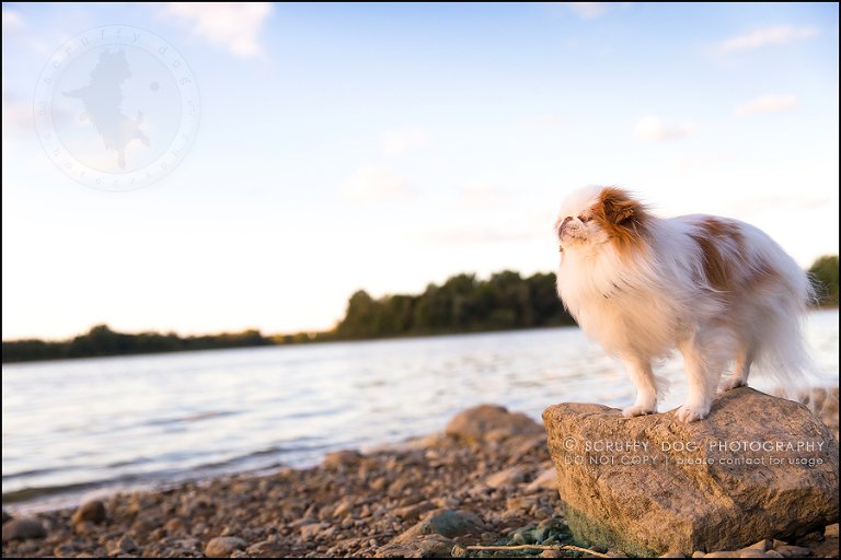 14_Toronto_pet_photographer_Japanese_chins_boey huey zoey szeto-658-Edit