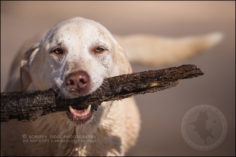 14_ontario_pet_photographer_chewey johnson-343