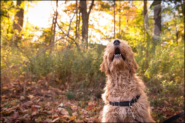 14_toronto_pet_photographer_amadeus wilcox-303