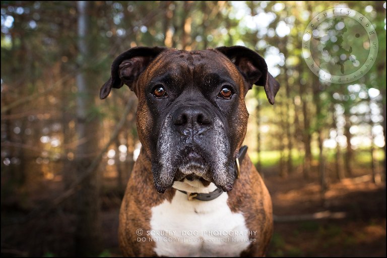 14_windsor_ontario_pet_photographer_capone echo barnett-367