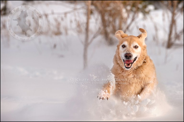 14toronto_ontario_pet_exclusive_photographer_diesel muffin hopkins-285