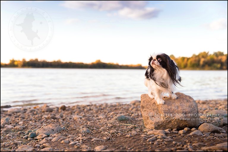 15_Toronto_pet_photographer_Japanese_chins_boey huey zoey szeto-673-Edit