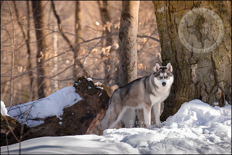 15_ontario_pet_photographer_alame huskies-91