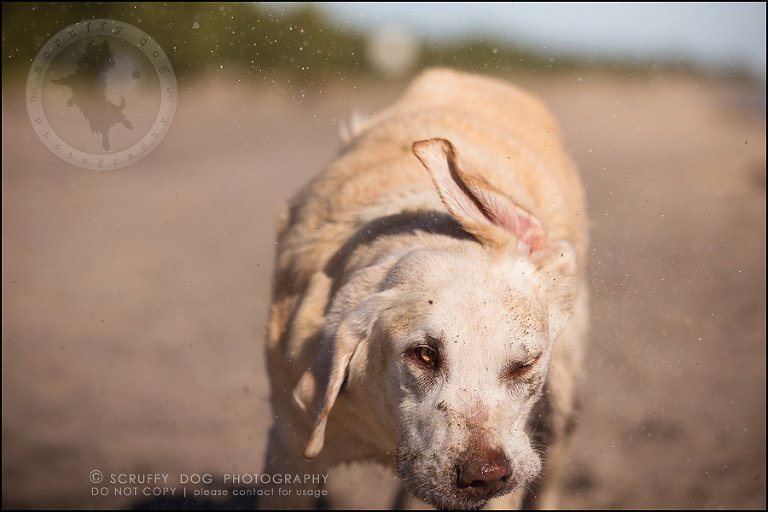 15_ontario_pet_photographer_chewey johnson-313