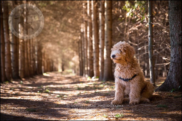 15_toronto_pet_photographer_amadeus wilcox-543