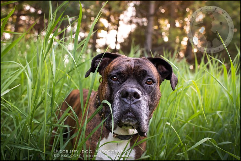 15_windsor_ontario_pet_photographer_capone echo barnett-423