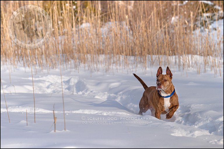 15toronto_ontario_pet_exclusive_photographer_diesel muffin hopkins-349
