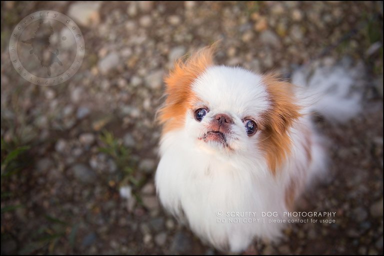 16_Toronto_pet_photographer_Japanese_chins_boey huey zoey szeto-872-Edit