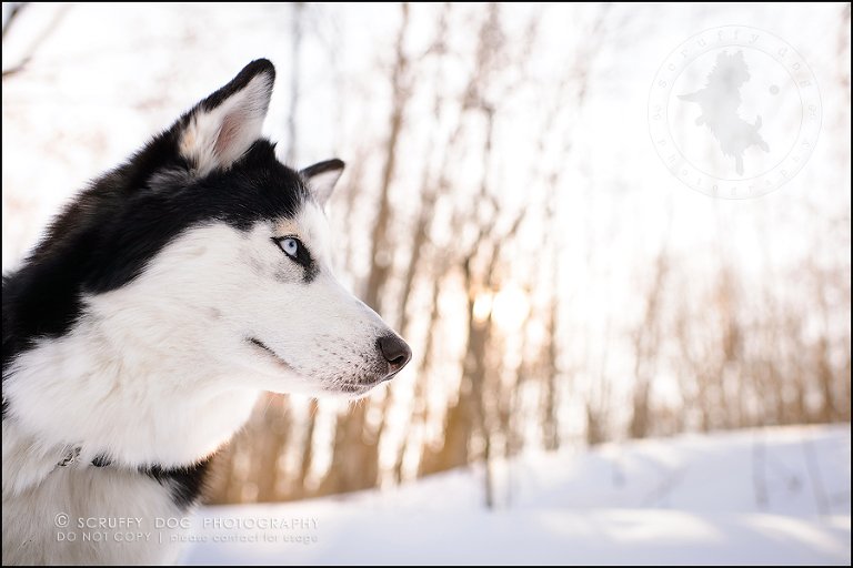 16_ontario_pet_photographer_alame huskies-507