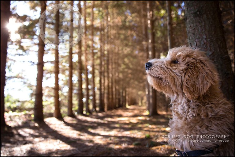 16_toronto_pet_photographer_amadeus wilcox-595