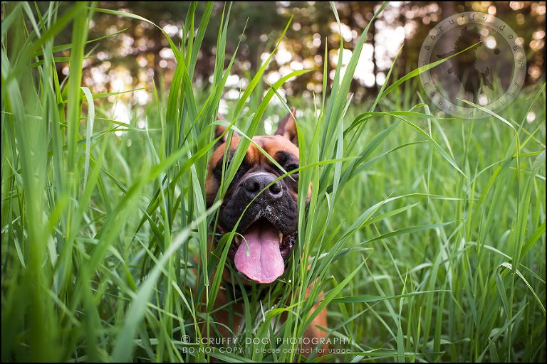 16_windsor_ontario_pet_photographer_capone echo barnett-372