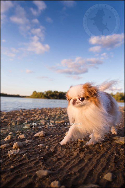 17_Toronto_pet_photographer_Japanese_chins_boey huey zoey szeto-762