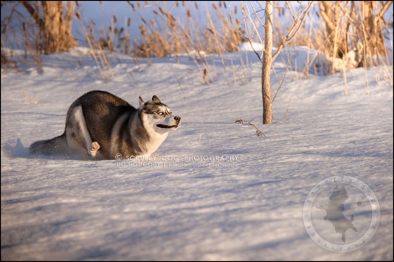 17_ontario_pet_photographer_alame huskies-246-Edit