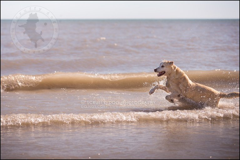 17_ontario_pet_photographer_chewey johnson-286