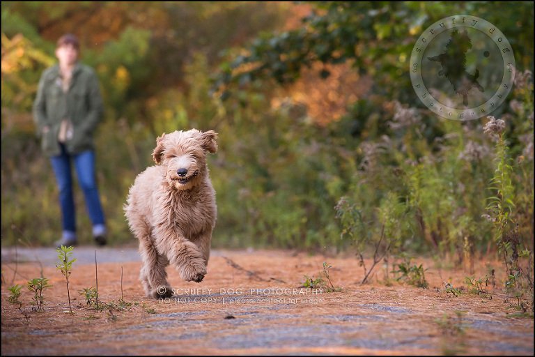 17_toronto_pet_photographer_amadeus wilcox-382
