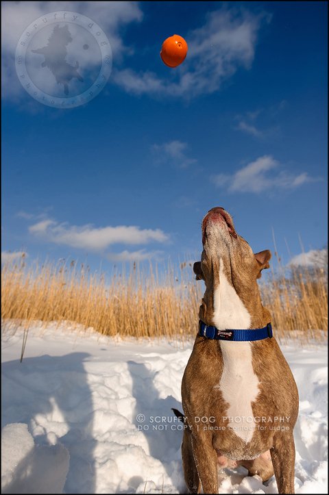 17toronto_ontario_pet_exclusive_photographer_diesel muffin hopkins-383