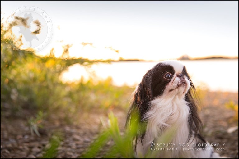 18_Toronto_pet_photographer_Japanese_chins_boey huey zoey szeto-907