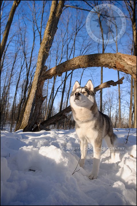 18_ontario_pet_photographer_alame huskies-231