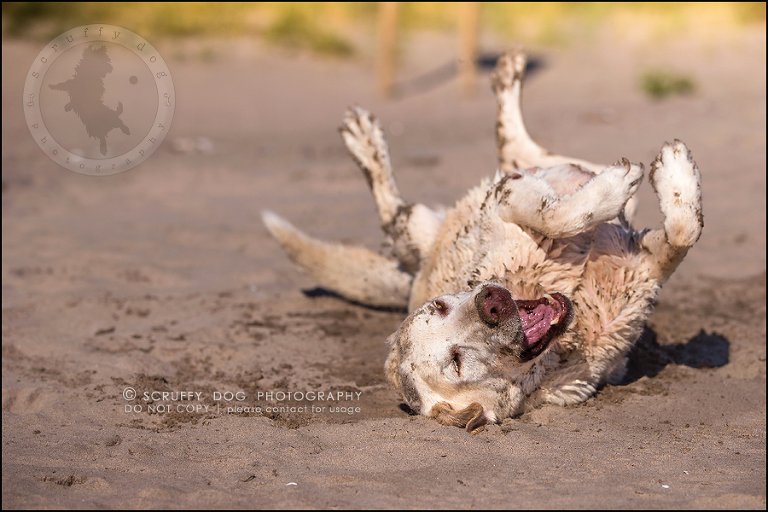 18_ontario_pet_photographer_chewey johnson-373