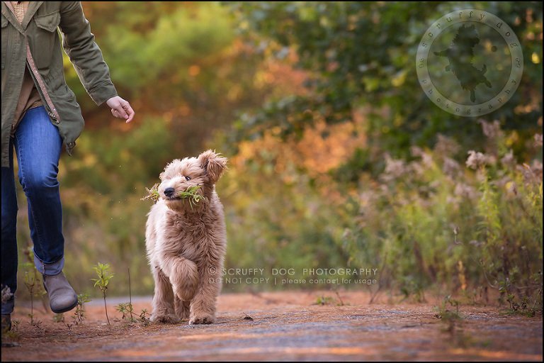 18_toronto_pet_photographer_amadeus wilcox-416