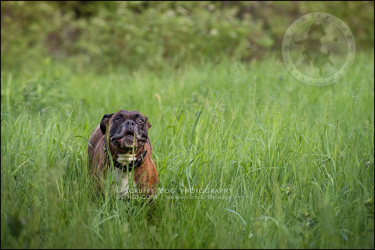 18_windsor_ontario_pet_photographer_capone echo barnett-472