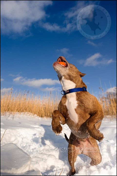 18toronto_ontario_pet_exclusive_photographer_diesel muffin hopkins-384 (2)