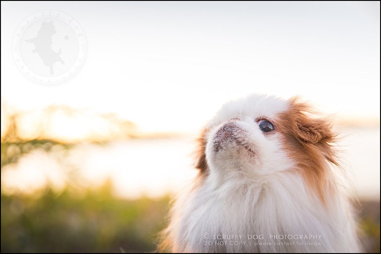 19_Toronto_pet_photographer_Japanese_chins_boey huey zoey szeto-924