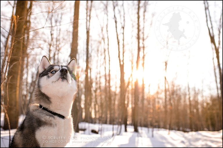 19_ontario_pet_photographer_alame huskies-546-Edit