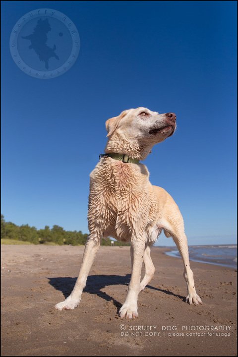 19_ontario_pet_photographer_chewey johnson-498