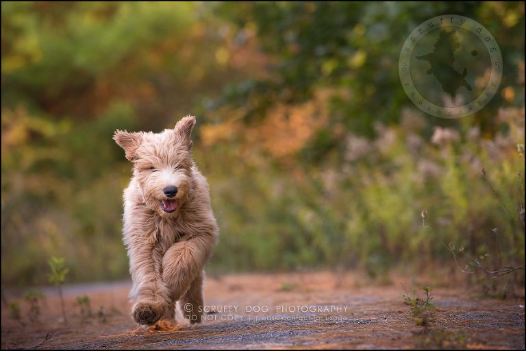 19_toronto_pet_photographer_amadeus wilcox-459