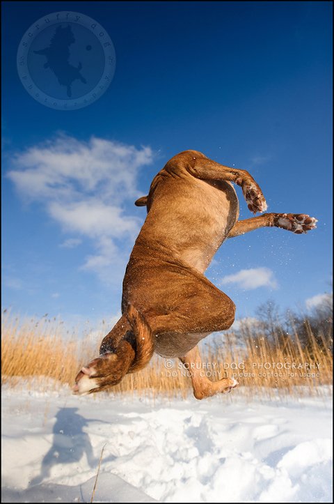 19toronto_ontario_pet_exclusive_photographer_diesel muffin hopkins-374-Edit