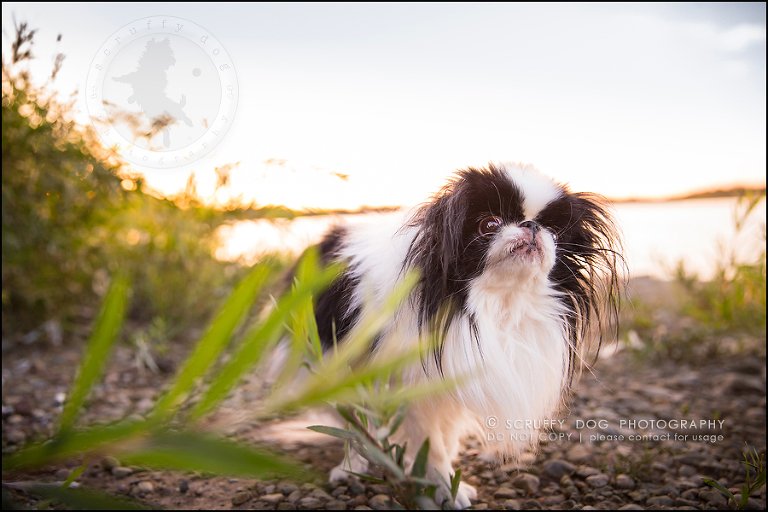 20_Toronto_pet_photographer_Japanese_chins_boey huey zoey szeto-945