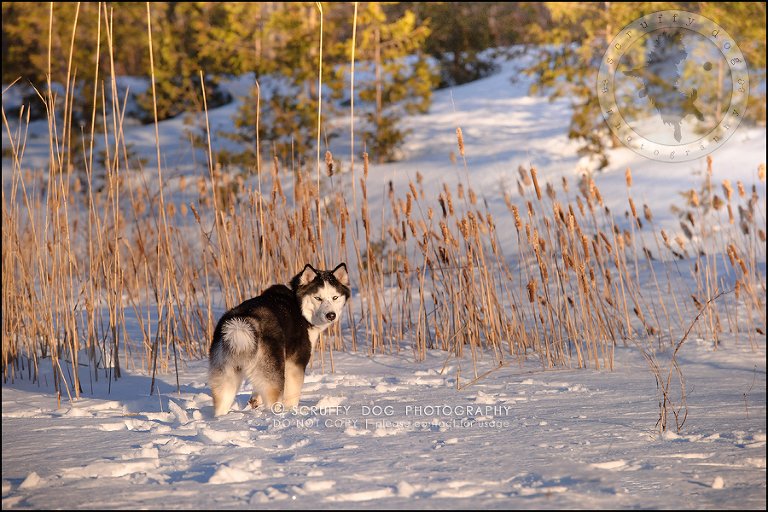 20_ontario_pet_photographer_alame huskies-302
