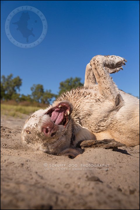 20_ontario_pet_photographer_chewey johnson-584