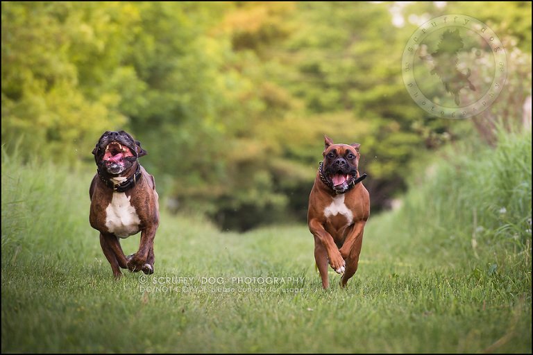 20_windsor_ontario_pet_photographer_capone echo barnett-574