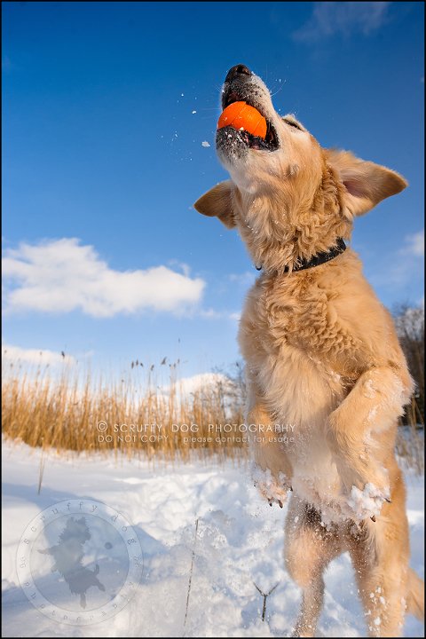 20toronto_ontario_pet_exclusive_photographer_diesel muffin hopkins-396